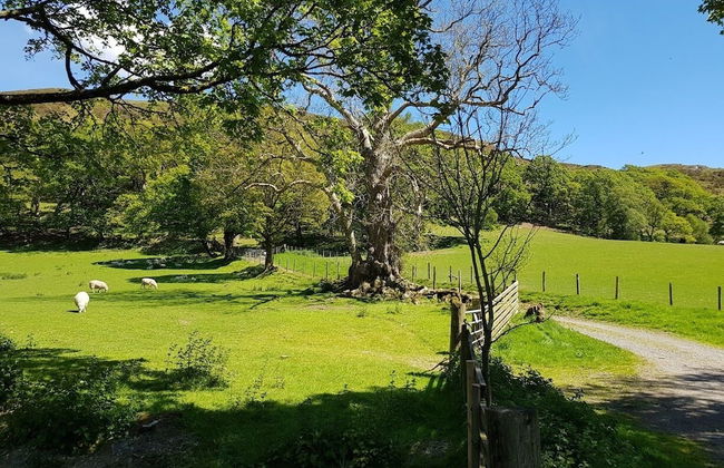 Broncoedwig Devil's Bridge - Foto 10