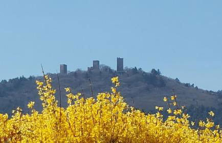 Fleur de Vigne - Foto 44