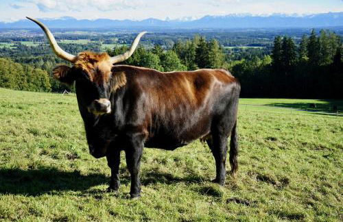 Ferienwohnung Auszeit im Pfaffenwinkel - Wessobrunn - Foto 17