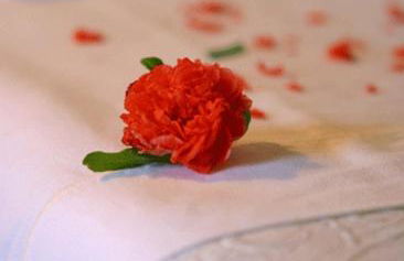 Casa da Alcacova - Santarém - Foto 35