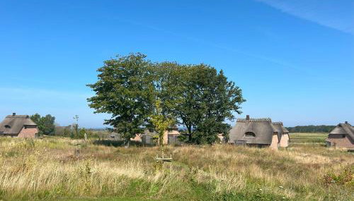 Reetdorf Geltinger Birk Malerhaus Eichenwald - Foto 2