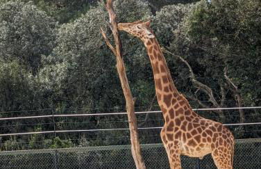 Appartement cosy au calme à cote du zoo avec balcon et parking securisé - Photo 7