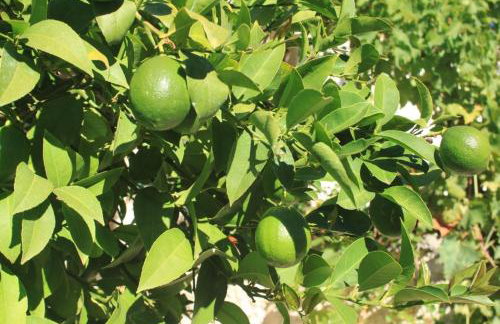 Apartments by the sea Ugljan - 8423 - Foto 14