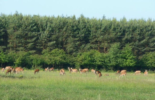 The Fischerhaus on Lake Malkwitzer See - Foto 12