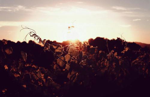 Quinta de Real - Foto 28