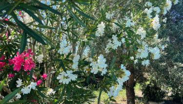 LE RELAIS DES CHATEAUX - Foto 5, Garden