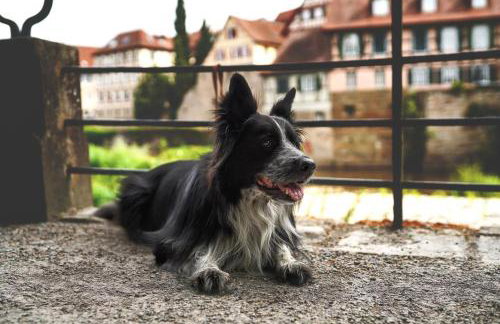 Ferienwohnung Am Stadtpark - Foto 23