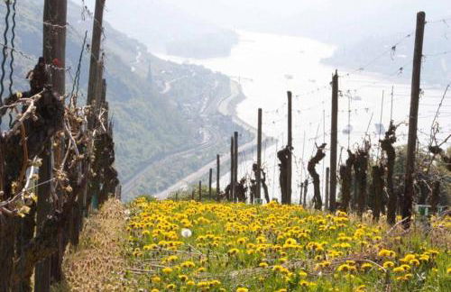 Ferienwohnung Bacharach - Photo 23