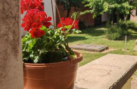 Holiday House Slavonska oaza - Foto 22