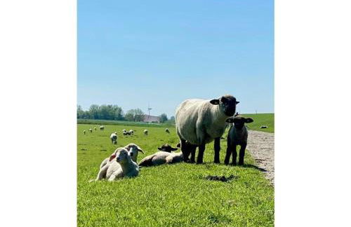 Holiday apartment Osterloog-Norddeich - Foto 9