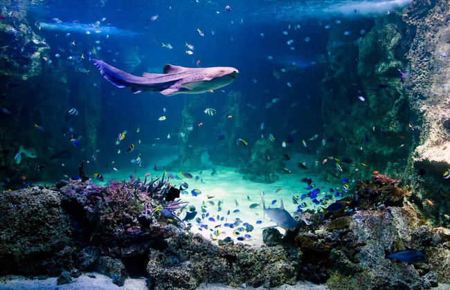 SEA LIFE ® Sydney Entrance Ticket - Foto 6