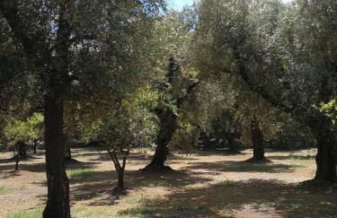 Villa in a lovely olive grove 10 minutes from the sea Ada residence - Foto 22
