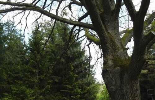 Hollerhof - Urwüchsiges Paradies - Kreativurlaub - Foto 27