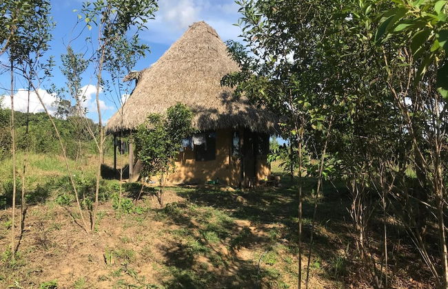 Ayahuaska - Photo 33