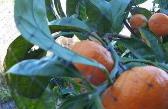 Beautiful Downtown & Bay Bridge, Vineyard Views! - Foto 17