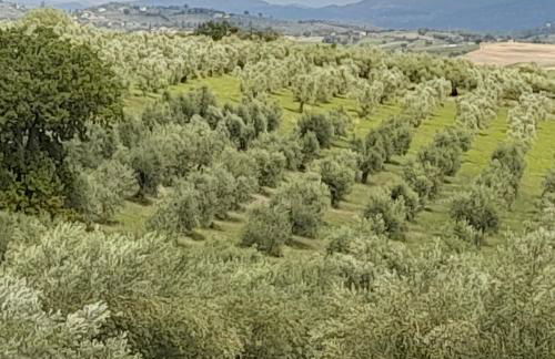 Tenuta San Felice - Foto 58