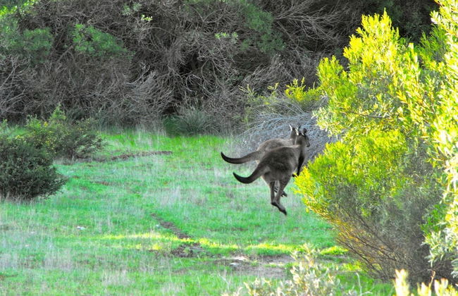 a Dune Escape - Photo 29