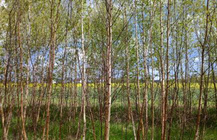 Brzozowa Polana - Foto 13