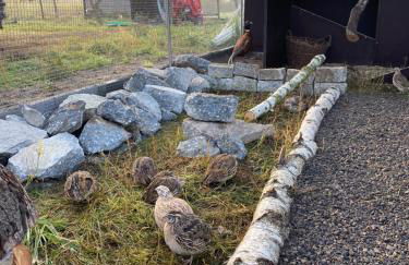 Ferienwohnung auf dem Bauernhof - Foto 14