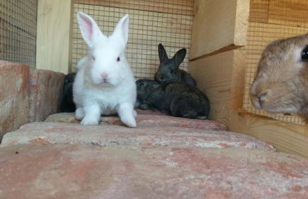 Family friendly house with a swimming pool Popovici, Zagora - 14074 - Photo 12