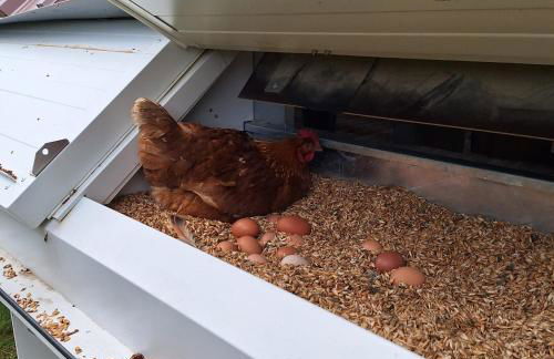 Kötterhof - Foto 12