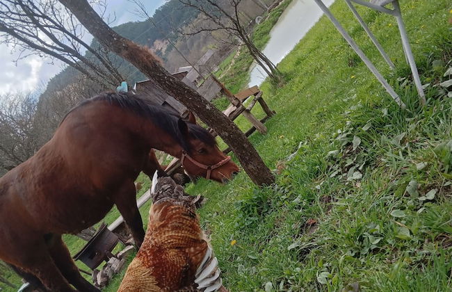 Room in Guest Room - Cozy Rural Retreat in Roşia Montana - Photo 14
