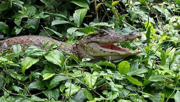 Tour en canoa por el Parque Nacional Tortuguero - Foto 2, Los animales que se dejan ver entre la vegetación
