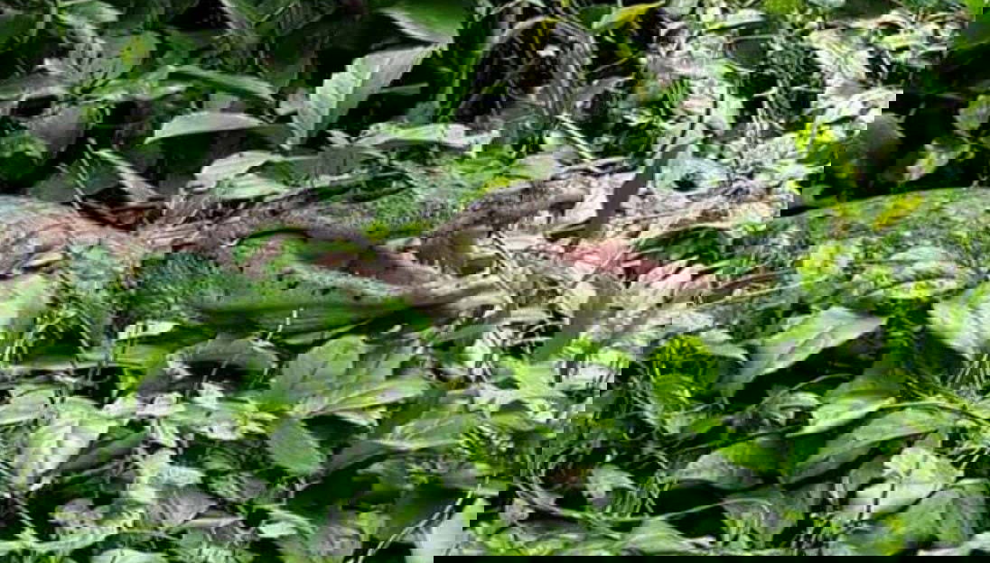 Animaux dans la végétation