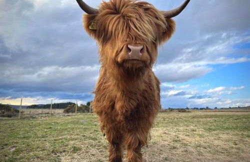 Loch Shin Glamping Pods - Foto 6