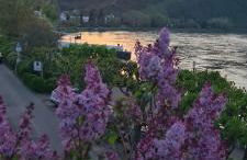 Castello Apartment Boppard - Foto 11