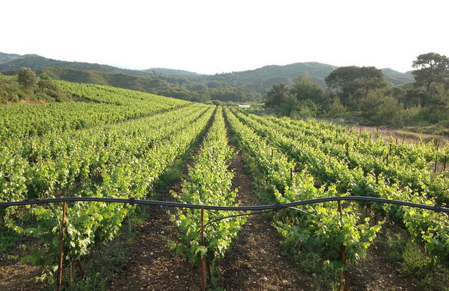 Elaboración de jabón tradicional guiado en Rodas - Foto 9