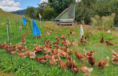 Am Siegelbächle Berg blickt - Foto 44