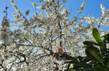 Le Cerisier - Route des vins - Parking et terrasse avec vue sur montagnes et vignoble - Foto 36