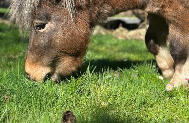 Dom Cukiernika - Foto 18