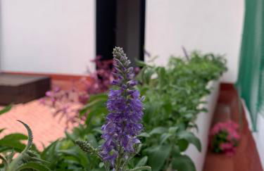 Plaça de l'Almudí, where else! - Foto 6