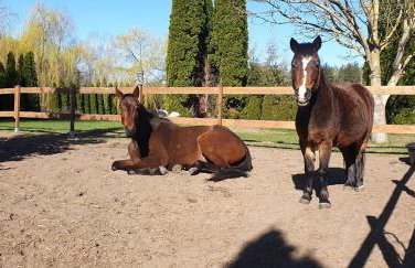 Sercem i Kopytem - Foto 41