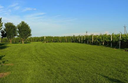 Domki w Winnicy - Świętokrzyska Winnica Knapów - Foto 46