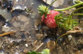 Villa Kotetsi - Rooms To Let - Volissos - Chios - Foto 25