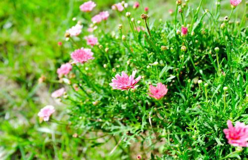 Casa Oliveira Esmeraldo - Guest Houses - Foto 26