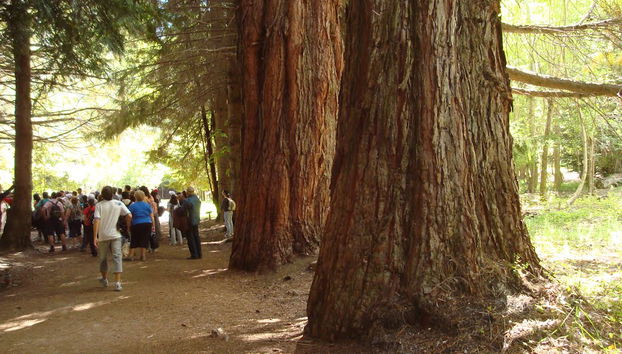 Victoria Island und Myrtle Forest - Tagestour - Foto 3