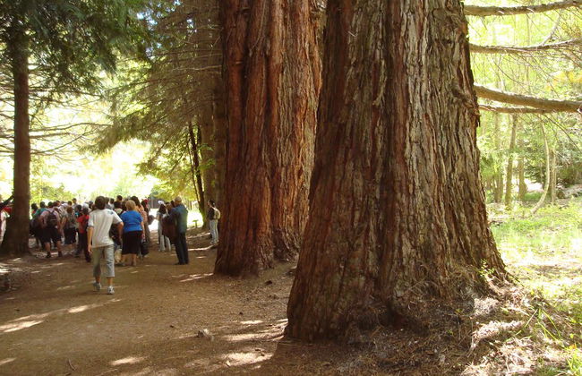 Victoria Island und Myrtle Forest - Tagestour - Foto 3