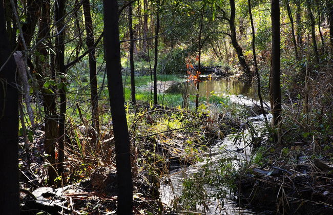 Gumtree Spring - Foto 27