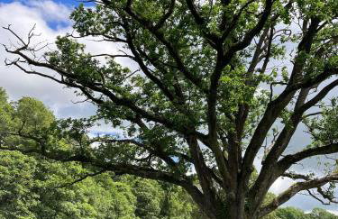 Ashdene Cottage with secure 'sun trap' garden - Foto 34