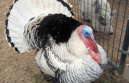 Gerrie's Place at Figment Ranch Foundation Animal Sanctuary near Round Top Texas - Foto 37