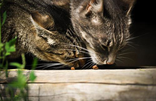 Agroturystyka Smolnikowe Klimaty - Sauna&Jacuzzi - Foto 43