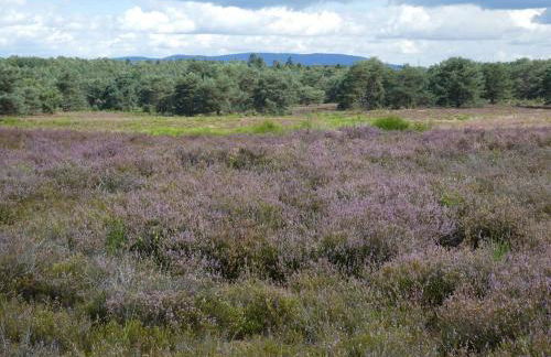 Ferienwohnung zwischen Wald und Reben - Foto 28