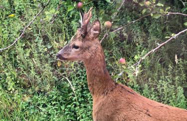 Yellowham Farm, Dorchester - Photo 44