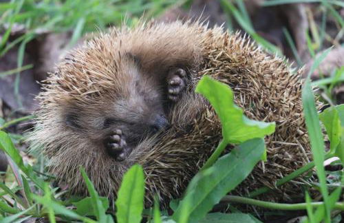 Acquavilla - Foto 74