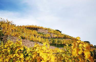 Bambus, Jungle, Dachterrasse & bequem bis Zentrum - Foto 33