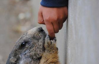 Appartement 4 à 6 Couchages - PIAU ENGALY - Pied des Pistes - Foto 30